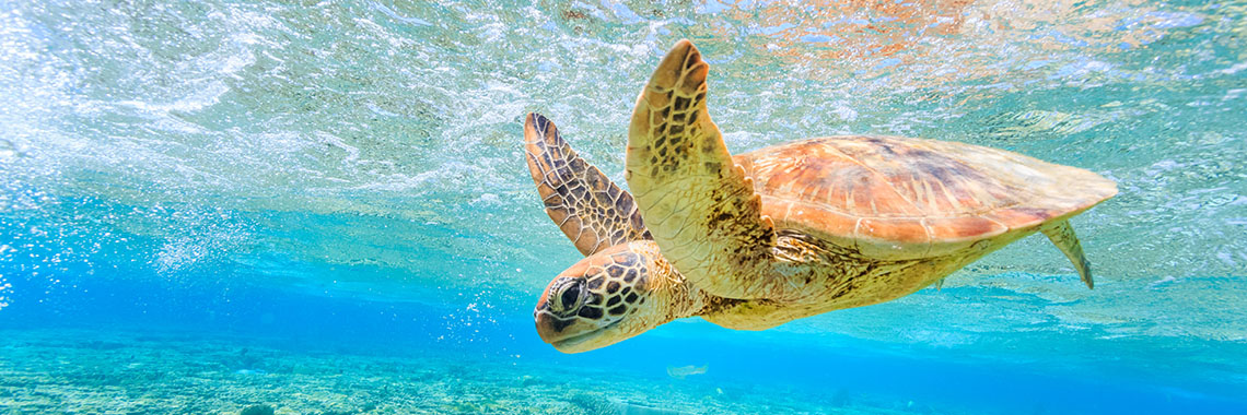 A popular resident of Sri Lankan shores, the sea turtle