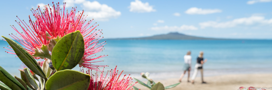 Pohutukawa flowers bloom at Mission Bay in Auckland
